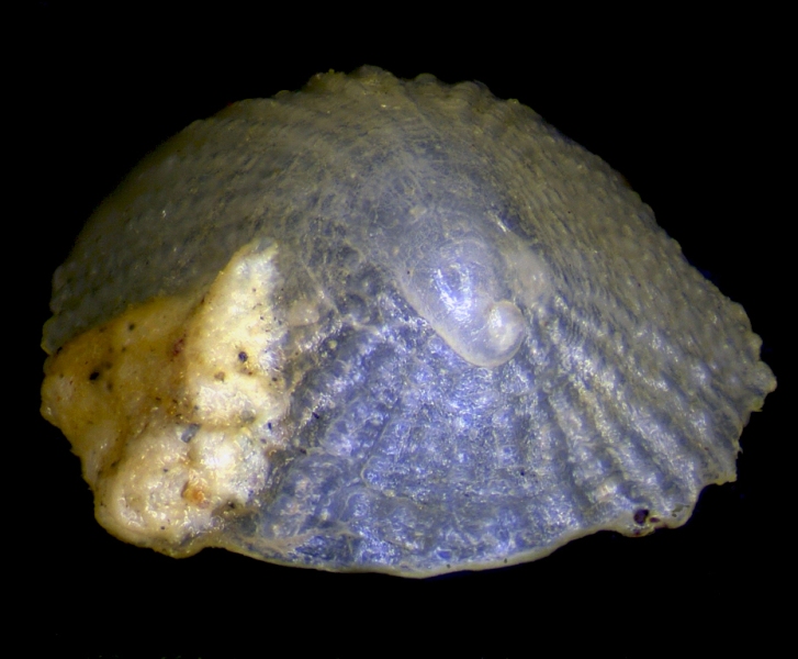 Emarginula forse pustula forse